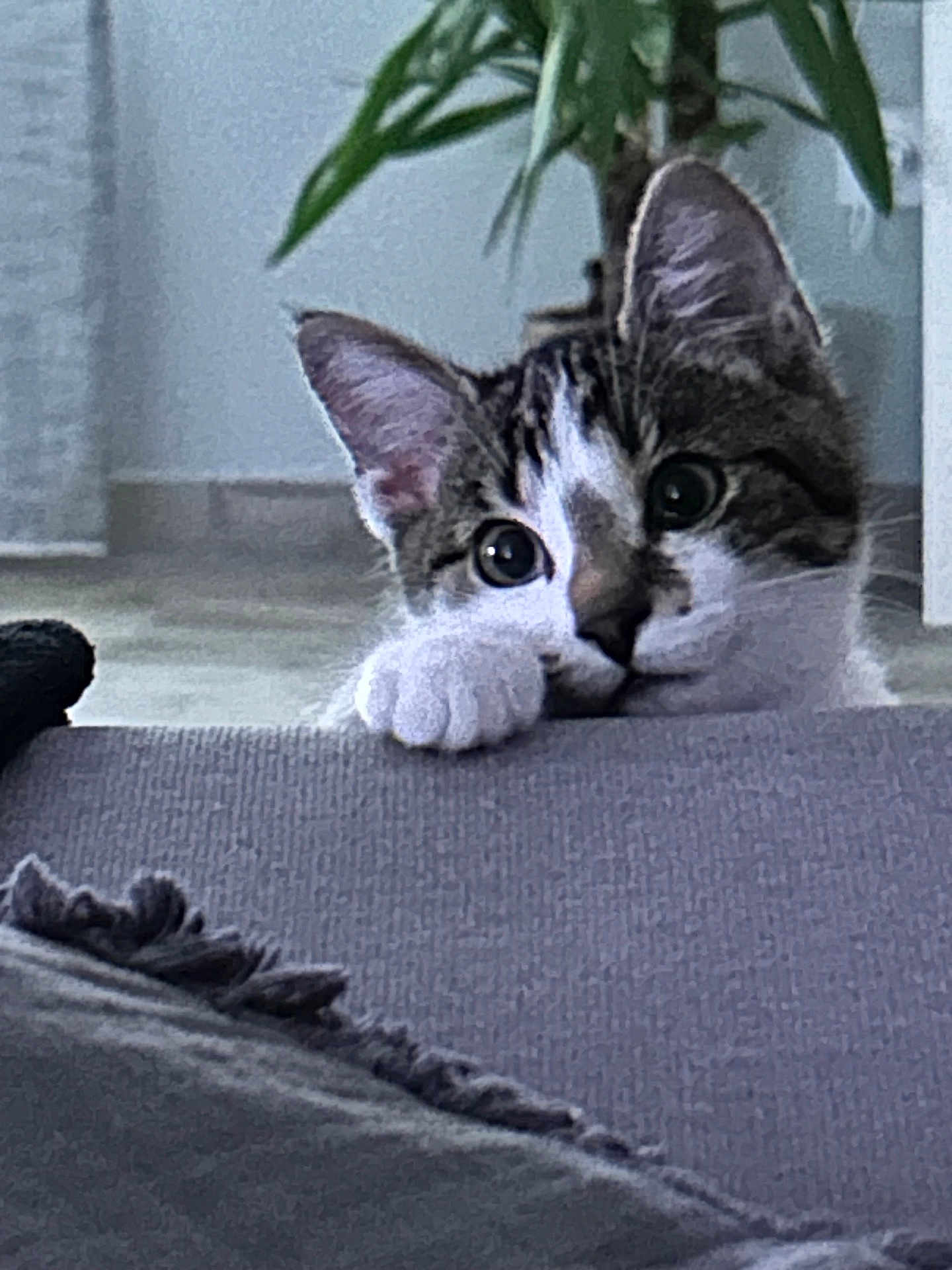 Hyori participe au concours pour gagner de l'argent avec cette photo : cat, tabby, curious, peeking, couch, indoor, pet, whiskers, ears, paw, plant, home, furniture, floor, domestic, animal, closeup, relaxed, cute, cozy