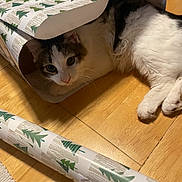 Penny joined the competition — help win amazing prizes! cat, wrapping_paper, wooden_floor, curious, indoor, holiday, festive, peeking, hiding, pet, animal, white_fur, tabby, roll, unrolled, playful, closeup, domestic, cute, cozy