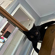 Louie joined the competition — help win amazing prizes! black_cat, cat, indoor, railing, wood, doorway, curious, house, pet, animal, wide_eyes, feline, looking, home_interior, stairs, baluster, playful, domestic_cat, wooden, door