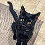 Louie is registered to the contest to win money with this photo: black_cat, cat, pet, animal, indoor, curious, wide_eyes, sitting, floor, rug, tail, whiskers, ears, collar, feline, looking_up, cute, domestic_cat, fur, alert