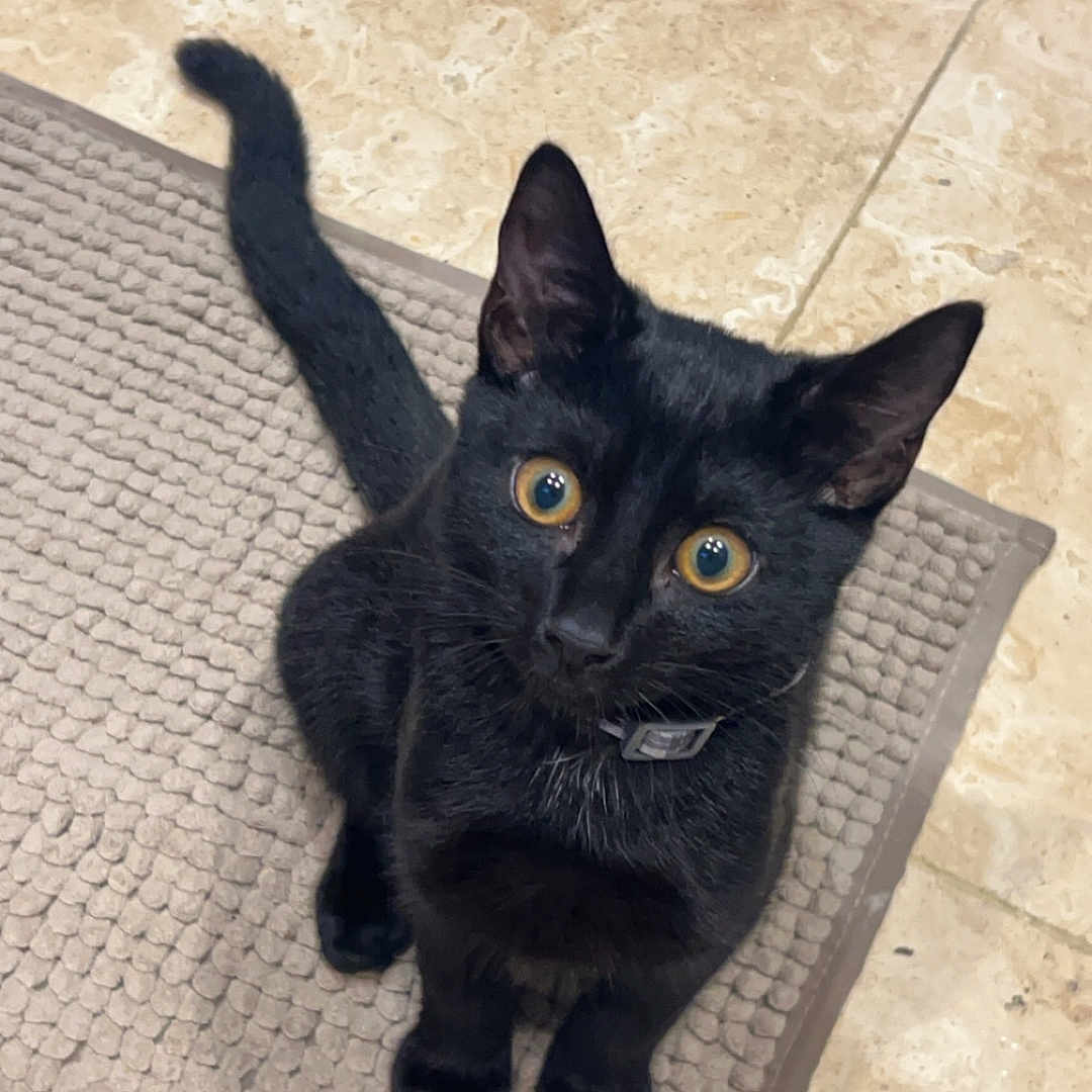 Louie is registered to the contest to win money with this photo: alert, animal, black_cat, cat, collar, curious, cute, domestic_cat, ears, feline, floor, fur, indoor, looking_up, pet, rug, sitting, tail, whiskers, wide_eyes