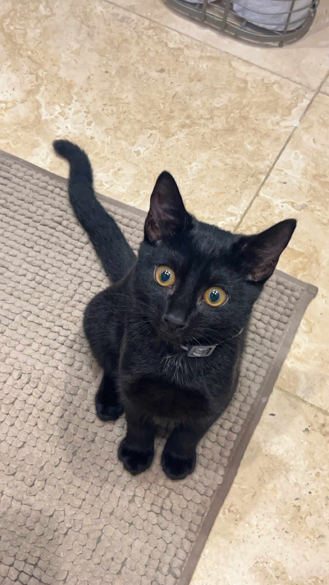 Louie is registered to the contest to win money with this photo: black_cat, cat, pet, animal, indoor, curious, wide_eyes, sitting, floor, rug, tail, whiskers, ears, collar, feline, looking_up, cute, domestic_cat, fur, alert