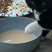 Socks is registered to the contest to win money with this photo: kitten, cat, paw, milk, bowl, food, plate, curious, black_and_white, fur, whiskers, outdoor, concrete, closeup, pet, animal, young, messy, snack, exploration