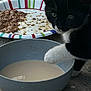 Socks joined the competition — help win amazing prizes! cat, black_and_white, paw, bowl, milk, paper_plate, wet_food, concrete, curious, animal, close_up, pet, food, drink, outdoor, meal, domestic_cat, feline, eat, face