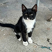 Socks is registered to the contest to win money with this photo: kitten, cat, black_and_white, sitting, concrete_floor, outdoor, animal, pet, fur, whiskers, tail, ears, curious, young, small, domestic_cat, texture, crack, box, metal