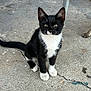 Socks is registered to the contest to win money with this photo: kitten, cat, black_and_white, sitting, concrete_floor, outdoor, animal, pet, fur, whiskers, tail, ears, curious, young, small, domestic_cat, texture, crack, box, metal