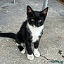 Socks is registered to the contest to win money with this photo: cat, kitten, black_and_white, sitting, outdoor, concrete, curious, young, animal, pet, feline, whiskers, ears, tail, paws, closeup, portrait, ground, box, metal_pole
