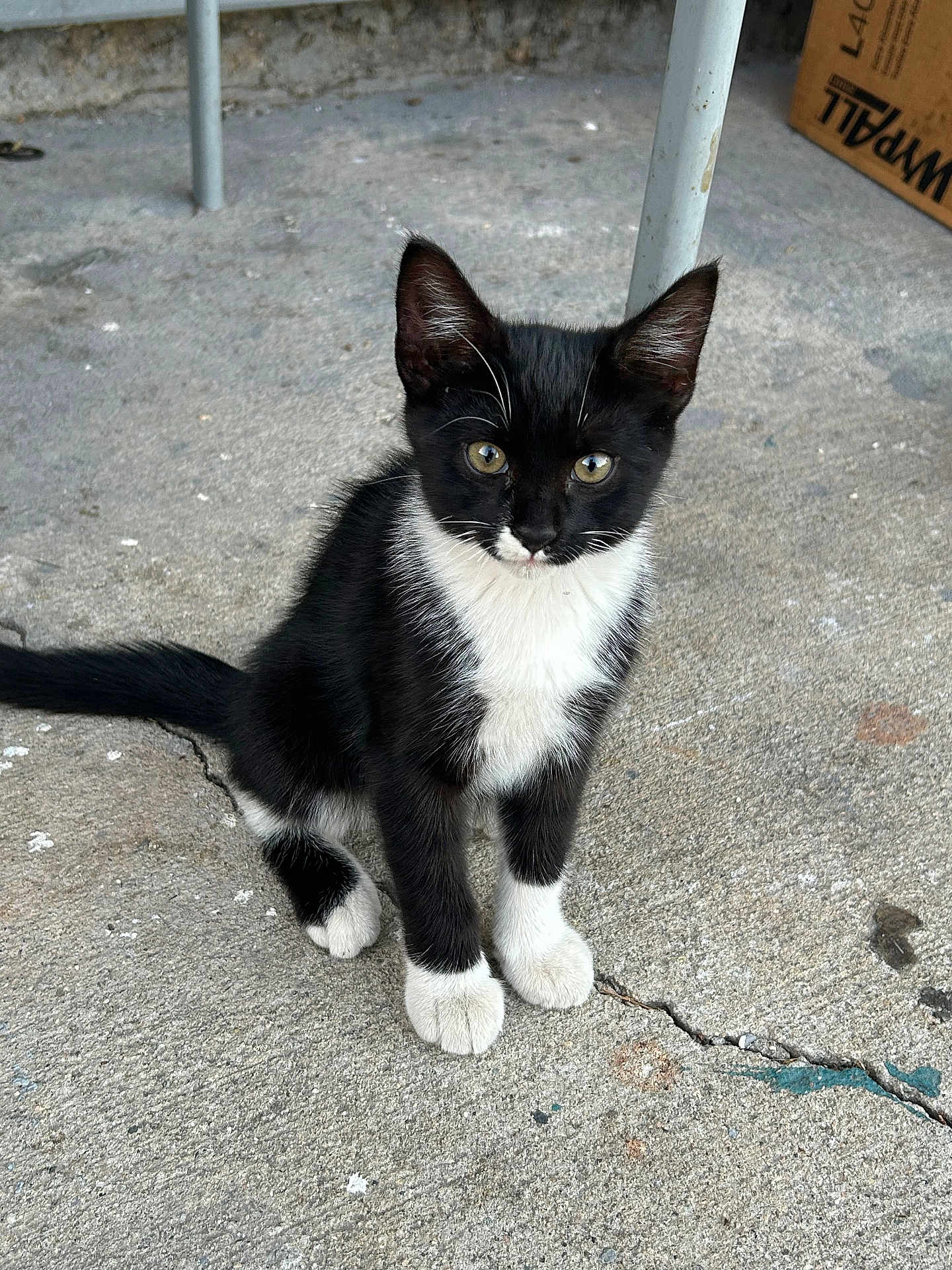 Socks is registered to the contest to win money with this photo: cat, kitten, black_and_white, sitting, outdoor, concrete, curious, young, animal, pet, feline, whiskers, ears, tail, paws, closeup, portrait, ground, box, metal_pole