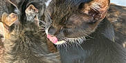 Socks is registered to the contest to win money with this photo: cat, black_cat, tabby_cat, fur, animal, pet, group, close_up, playful, tongue_out, resting, grooming, outdoor, sunlight, whiskers, ears, cute, feline, companions, mammal