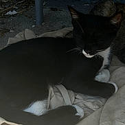 Socks joined the competition — help win amazing prizes! cat, black_and_white_cat, sleeping_cat, resting, outdoor, concrete, cloth, pole, feline, animal, whiskers, tail, ears, quiet, nap, peaceful, fur, relaxation, close_up, pet