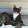 Socks joined the competition — help win amazing prizes! cat, kitten, black_and_white, tongue_out, licking, three_cats, outdoor, concrete, gray_wall, fur, animal, pet, whiskers, cute, playful, resting, tabby, calico, side_view, young_cat