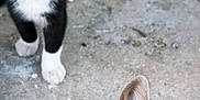 Socks is registered to the contest to win money with this photo: kitten, cat, animal, pet, concrete, outdoor, closeup, black_and_white, tabby, curious, young, feline, whiskers, ears, eyes, portrait, cute, domestic, mammal, ground