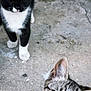 Socks is registered to the contest to win money with this photo: kitten, cat, animal, pet, concrete, outdoor, closeup, black_and_white, tabby, curious, young, feline, whiskers, ears, eyes, portrait, cute, domestic, mammal, ground