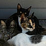 Socks joined the competition — help win amazing prizes! cat, kitten, animal, feline, pets, fur, whiskers, ears, eyes, sitting, closeup, group, indoor, curious, young, cute, tabby, black_cat, calico, white_cat