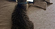 Cinnamon is registered to the contest to win money with this photo: animal, bed, bedspread, cat, collar, cozy, curious, feline, indoor, kitten, lying, pattern, pet, resting, screen, soft_light, tabby, tablet, technology, watching