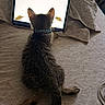 animal, bed, bedspread, cat, collar, cozy, curious, feline, indoor, kitten, lying, pattern, pet, resting, screen, soft_light, tabby, tablet, technology, watching