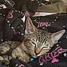 Cinnamon is registered to the contest to win money with this photo: animal, blanket, cat, closeup, comfort, cozy, cute, domestic, ears, feline, fur, indoor, kitten, pattern, peaceful, pet, resting, sleeping, tabby, whiskers
