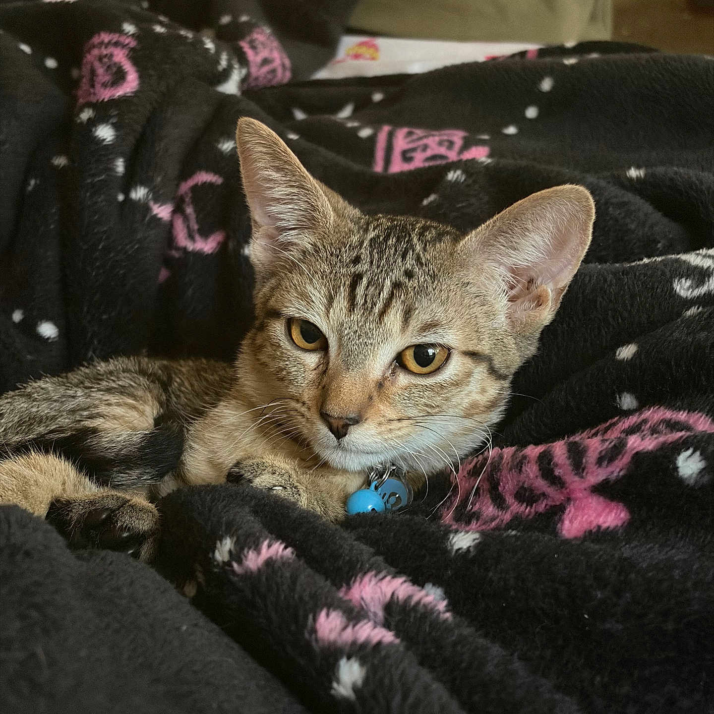 Cinnamon joined the competition — help win amazing prizes! animal, black_blanket, blanket, blue_collar, cat, closeup, collar, cozy, cute, ears, feline, fur, indoor, pet, pink_pattern, portrait, relaxed, resting, tabby_cat, whiskers