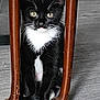 Loki is registered to the contest to win money with this photo: kitten, cat, black_and_white, wooden_chair, floor, indoor, pet, animal, feline, curious, sitting, whiskers, paws, cute, young, fur, portrait, close_up, domestic, quiet