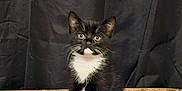 Loki is registered to the contest to win money with this photo: kitten, cat, black_and_white, feline, pet, animal, sitting, couch, fabric, indoor, curtain, whiskers, paws, alert, young, fur, domestic_animal, cute, small, companion