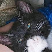 Milo is registered to the contest to win money with this photo: animal, architecture, bed, bedroom, blackcat, building, cat, chair, couch, cushion, furniture, homedecor, indoors, kitten, livingroom, manx, person, pet, room, sleeping