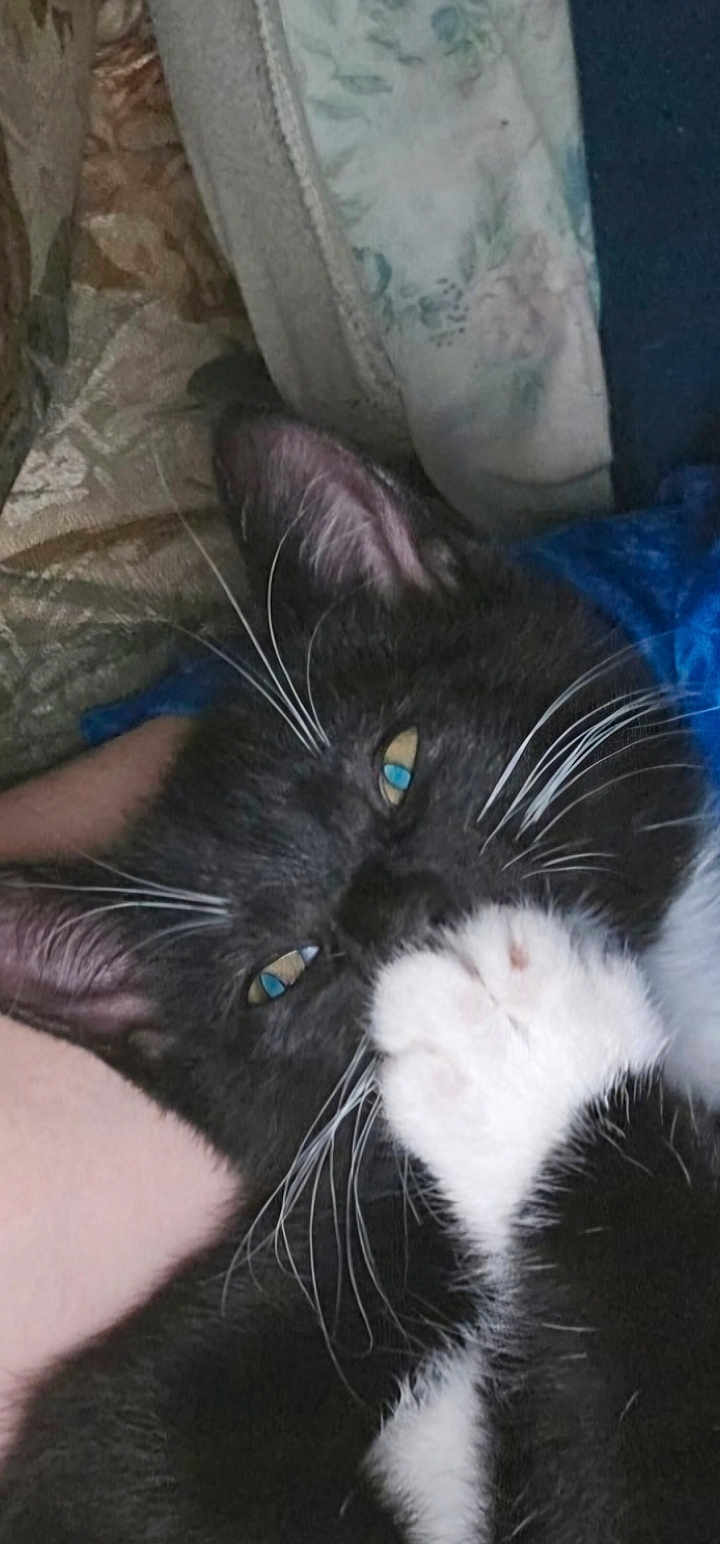 Milo