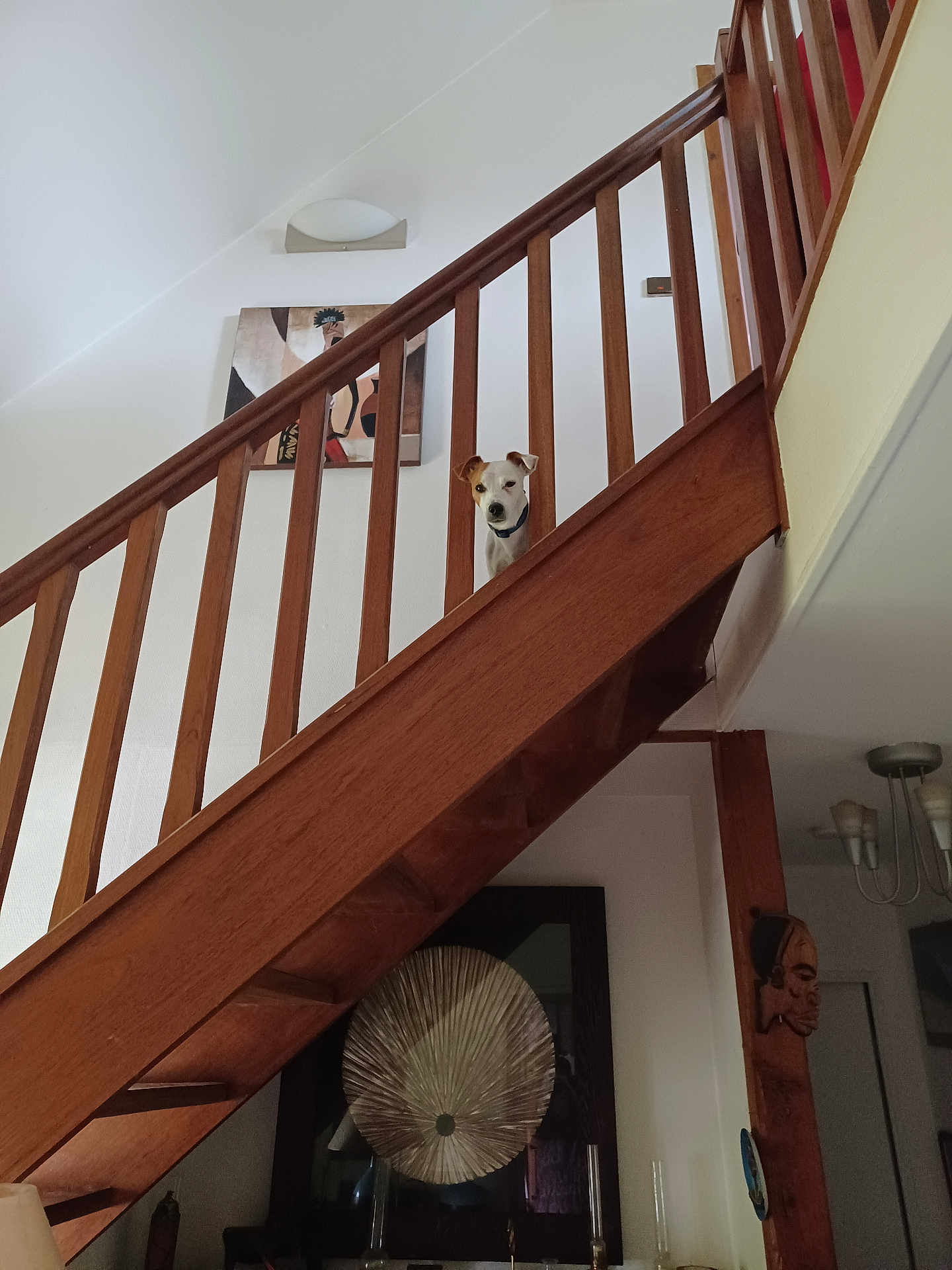 Youki participe au concours pour gagner de l'argent avec cette photo : dog, staircase, wooden_railing, interior, wall_art, mask, decor, lamp, ceiling_light, curious, pet, home, furniture, wood, white_wall, portrait, looking_down, indoor, animal, house