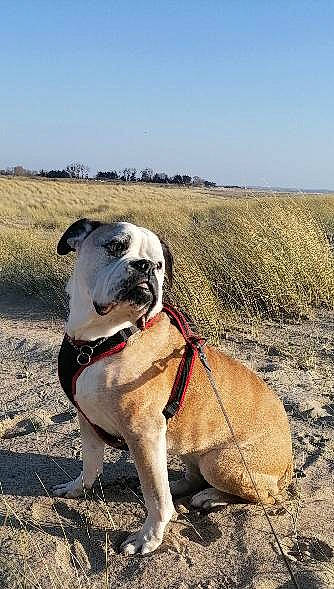 Poupouille participe au concours pour gagner de l'argent avec cette photo : bulldog, carnivore, collar, companion_dog, dog, dog_breed, dog_collar, dog_supply, fawn, grass, landscape, pet_supply, plant, sky, snout, soil, sporting_group, tree, working_animal, wrinkle