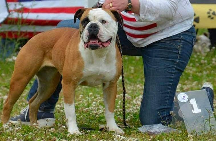 Poupouille participe au concours pour gagner de l'argent avec cette photo : ancient_dog_breeds, boxer, carnivore, collar, companion_dog, dog, dog_breed, dog_collar, dog_supply, fawn, grass, molosser, non_sporting_group, plant, snout, sporting_group, sports, working_animal, working_dog, wrinkle