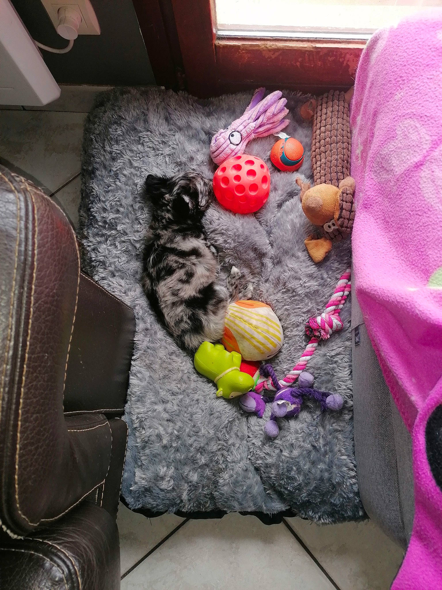 Willow a rejoint le concours — aidez-le/la à gagner de superbes lots ! art, baby_toys, bag, comfort, couch, flooring, fur, linens, living_room, magenta, pattern, pink, plush, purple, room, stuffed_toy, teddy_bear, textile, toy, wool