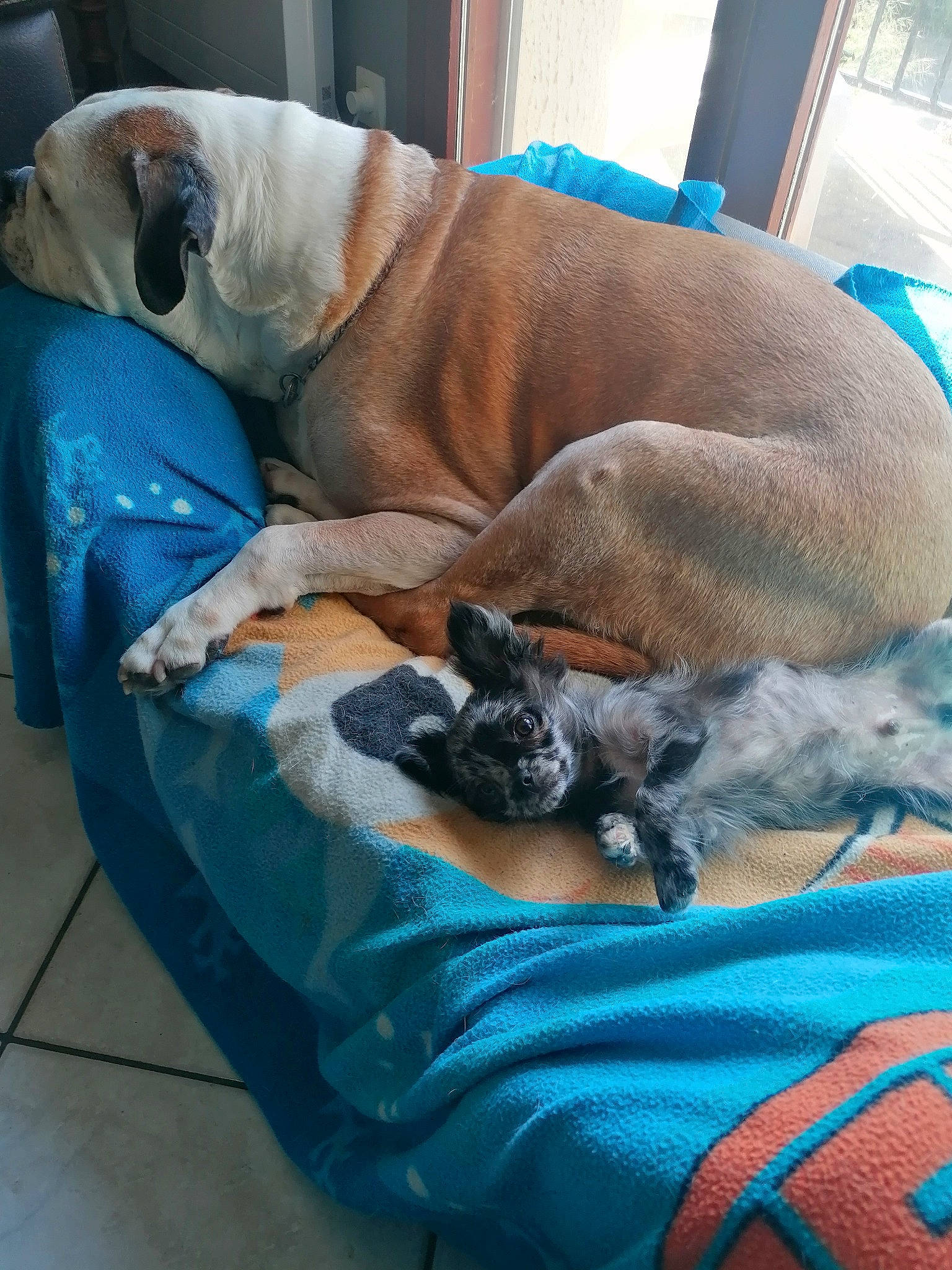 Willow a rejoint le concours — aidez-le/la à gagner de superbes lots ! canidae, carnivore, collar, comfort, companion_dog, dog, dog_breed, dog_supply, electric_blue, fawn, flooring, hardwood, linens, liver, mammal, nap, pet_supply, sleep, sporting_group, working_animal