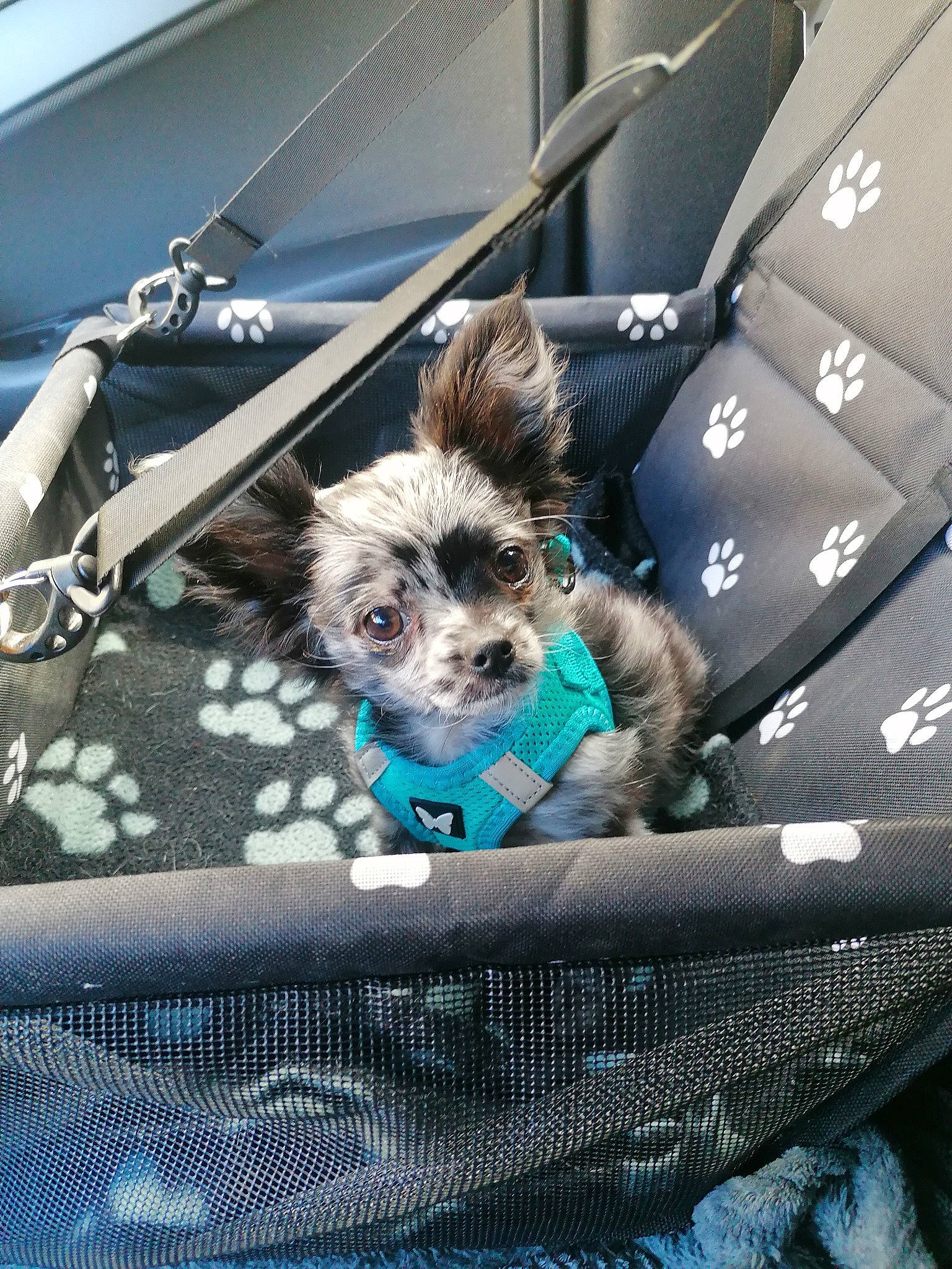 Willow a rejoint le concours — aidez-le/la à gagner de superbes lots ! auto_part, bag, baggage, car_seat, car_seat_cover, carnivore, collar, companion_dog, dog, dog_breed, dog_supply, electric_blue, fashion_accessory, fur, luggage_and_bags, motor_vehicle, seat_belt, toy_dog, vehicle, windshield