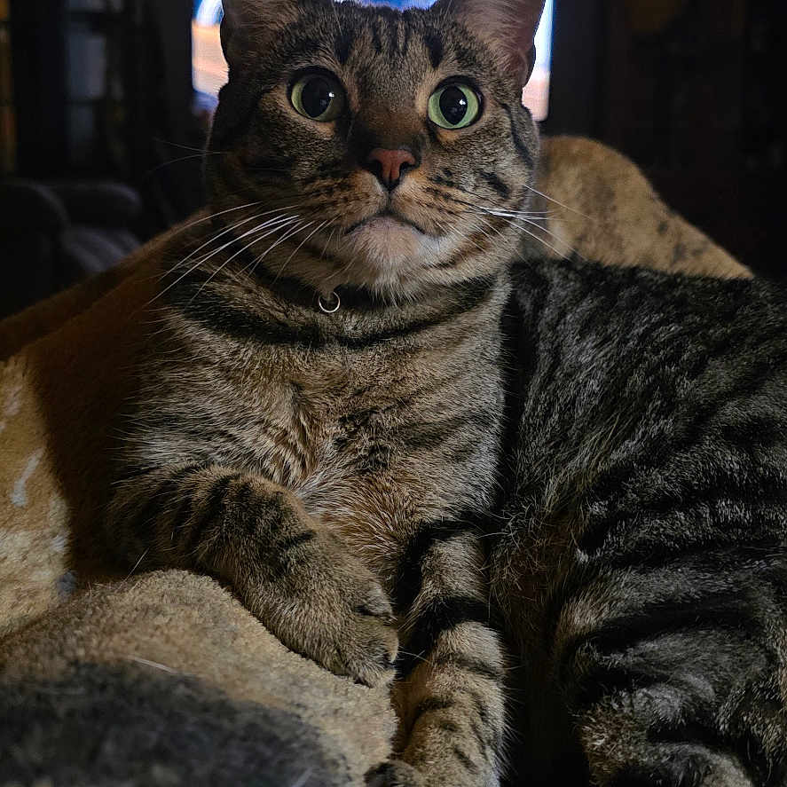 Luna joined the competition — help win amazing prizes! animal, blanket, cat, cozy, curious, domestic_animal, ears, eyes, feline, fur, indoor, living_room, mammal, nose, paws, pet, relaxed, resting, tabby, whiskers