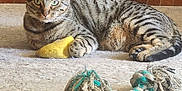 Luna is registered to the contest to win money with this photo: cat, tabby, toy, yellow_toy, rope_toy, rug, wooden_floor, indoor, pet, feline, striped, relaxed, claw, paw, whiskers, green_eyes, laying_down, domestic_cat, animal, cute