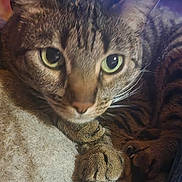 Luna is registered to the contest to win money with this photo: cat, tabby_cat, close_up, green_eyes, paws, resting, indoor, furniture, chair, television, blurred_background, pet, animal, fur, whiskers, domestic_cat, cozy, relaxed, focus_on_face, soft_lighting