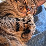 Luna is registered to the contest to win money with this photo: cat, tabby, sleeping, paw, fur, whiskers, nose, ear, denim, jeans, sneaker, shoe, closeup, relaxation, nap, domestic, pet, feline, cozy, indoor