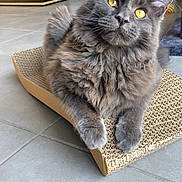 Albi participe au concours pour gagner de l'argent avec cette photo : cat, gray_cat, fluffy, yellow_eyes, pet, indoor, cardboard_scratch_pad, floor, tile_floor, curious, feline, whiskers, ears, paws, home, domestic_animal, relaxed, animal, mammal, cute