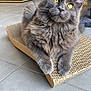 cat, gray_cat, fluffy, yellow_eyes, pet, indoor, cardboard_scratch_pad, floor, tile_floor, curious, feline, whiskers, ears, paws, home, domestic_animal, relaxed, animal, mammal, cute
