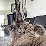 Albi a rejoint le concours — aidez-le/la à gagner de superbes lots ! cat, gray_cat, fluffy, yellow_eyes, relaxed, couch, living_room, lamp, wall_art, modern_interior, furniture, pet, indoor, cozy, closeup, fur, animal, home, resting, portrait