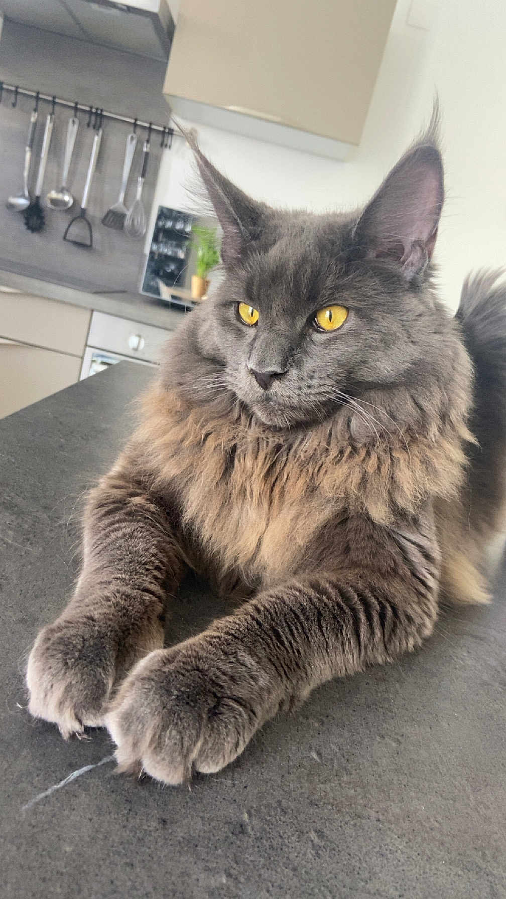 Albi