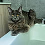 cat, gray_cat, fluffy, bathtub, bubbles, bathroom, pet, feline, relaxed, fur, yellow_eyes, domestic_cat, animal, indoor, water, sink_faucet, wooden_cabinet, tile_wall, paw, tail