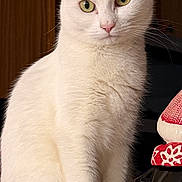 Delilah is registered to the contest to win money with this photo: cat, white_cat, green_eyes, pink_nose, whiskers, furry, portrait, close_up, sitting, indoor, pet, domestic_animal, soft_fur, ears, curious, photography, wooden_cabinet, ceramic_vase, tabletop, attention