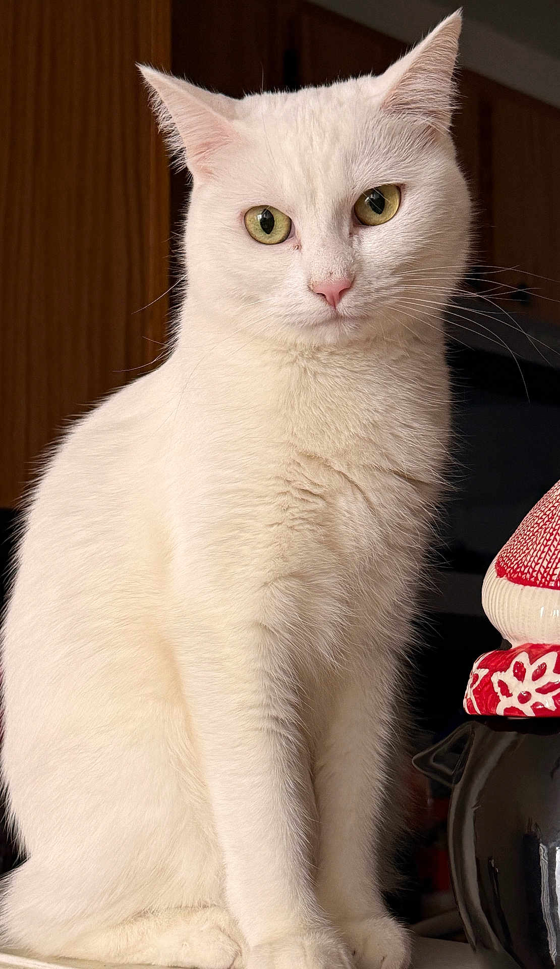 Delilah is registered to the contest to win money with this photo: cat, white_cat, green_eyes, pink_nose, whiskers, furry, portrait, close_up, sitting, indoor, pet, domestic_animal, soft_fur, ears, curious, photography, wooden_cabinet, ceramic_vase, tabletop, attention