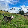 Rosco a rejoint le concours — aidez-le/la à gagner de superbes lots ! dog, grass, meadow, mountain, cloud, sky, nature, outdoor, greenery, animal, pet, field, landscape, hill, tree, blue_sky, happy, canine, scenery, summer