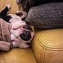 Rosco participe au concours pour gagner de l'argent avec cette photo : dog, pet, couch, blanket, pillow, upside_down, sleeping, relaxed, indoor, canine, fur, black_and_white, leather, resting, snout, teeth, nose, cozy, animal, home