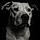 Rosco