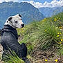 Rosco a rejoint le concours — aidez-le/la à gagner de superbes lots ! dog, mountain, grass, flowers, hiking, nature, outdoor, sky, clouds, trail, scenery, pet, canine, landscape, wildflowers, daylight, animal, back_view, curious, harness