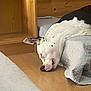 dog, sleeping, bed, wooden_furniture, indoor, resting, white_and_black_dog, calm, floor, cozy, quiet, relaxation, spot, ear, pet, home, napping, animal, comfort, quiet_moment