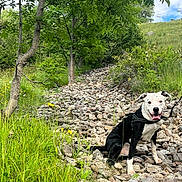 Rosco a rejoint le concours — aidez-le/la à gagner de superbes lots ! dog, black_and_white, harness, sitting, rocks, path, grass, wildflowers, trees, greenery, outdoor, nature, happy, tongue_out, summer, daylight, sky, leaves, adventure, pet