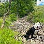 dog, black_and_white, harness, sitting, rocks, path, grass, wildflowers, trees, greenery, outdoor, nature, happy, tongue_out, summer, daylight, sky, leaves, adventure, pet